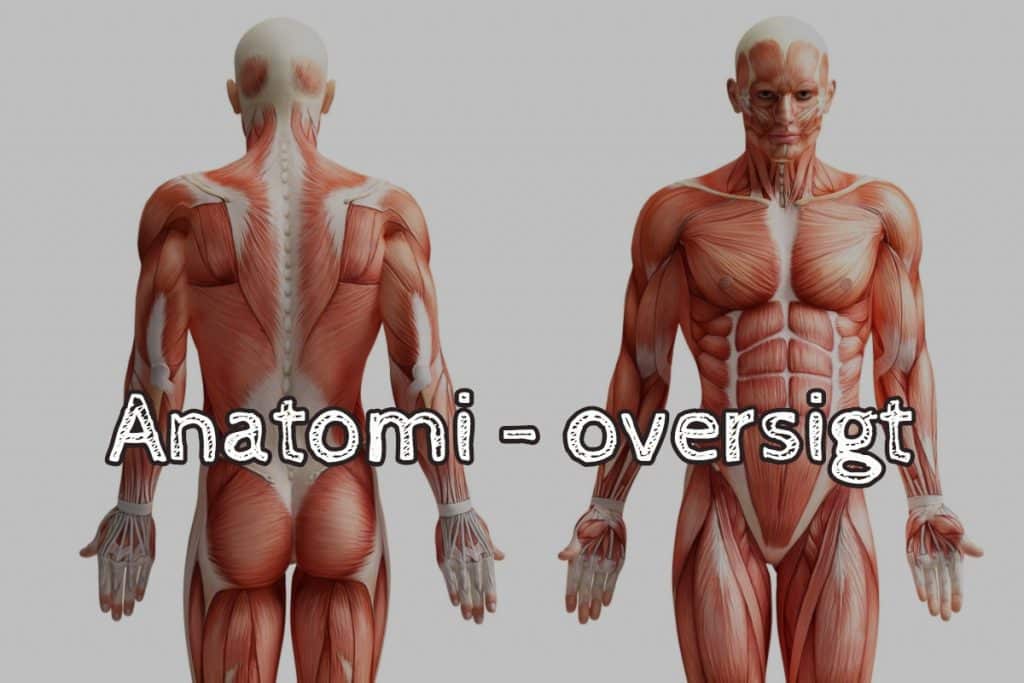 anatomi-oversigt