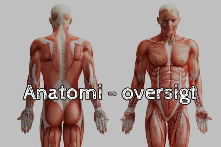 Anatomi – oversigt