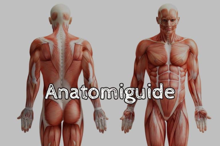 Anatomiguide